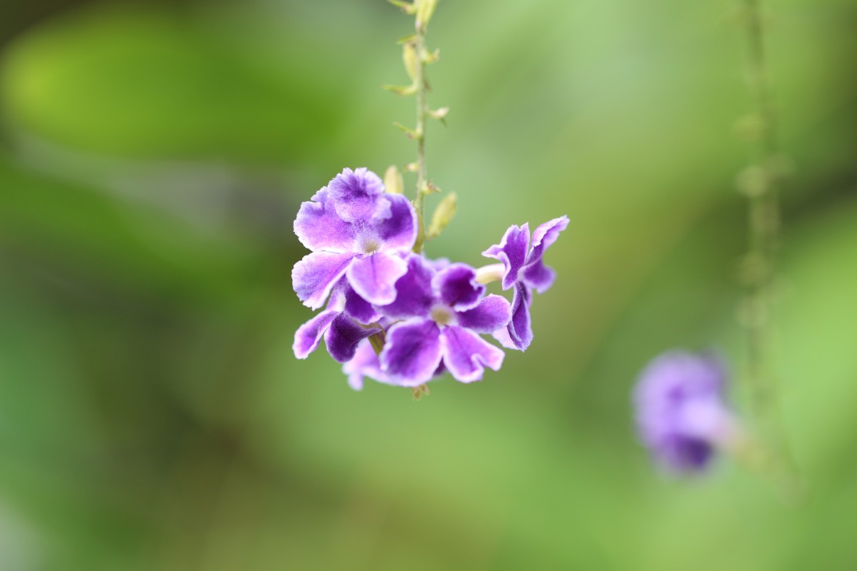 Duranta erecta L.